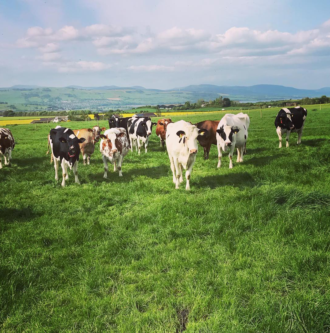 Food and Drink Experiences Isle of Skye Ice Cream Co.